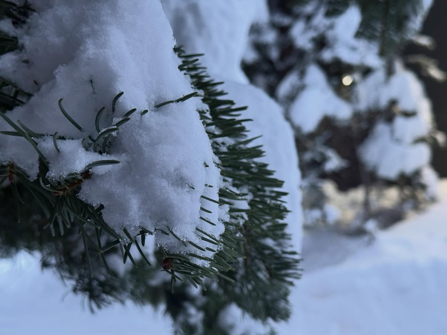 Snow 7